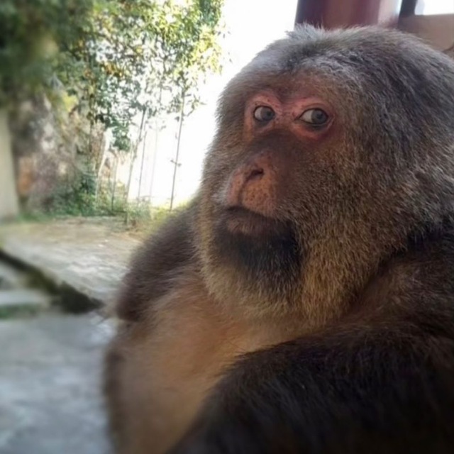 Telegram автора